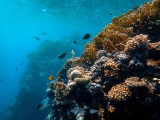 Unterwasseraufnahme eines Korallenriffs mit Fischen
