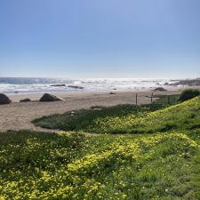 Gelb blühende Küstenlandschaft am Strand