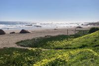 Gelb blühende Küstenlandschaft am Strand