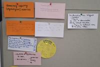 Eine Pinnwand mit beschrifteten bunten Karten zum Thema "Empowering Democracy"